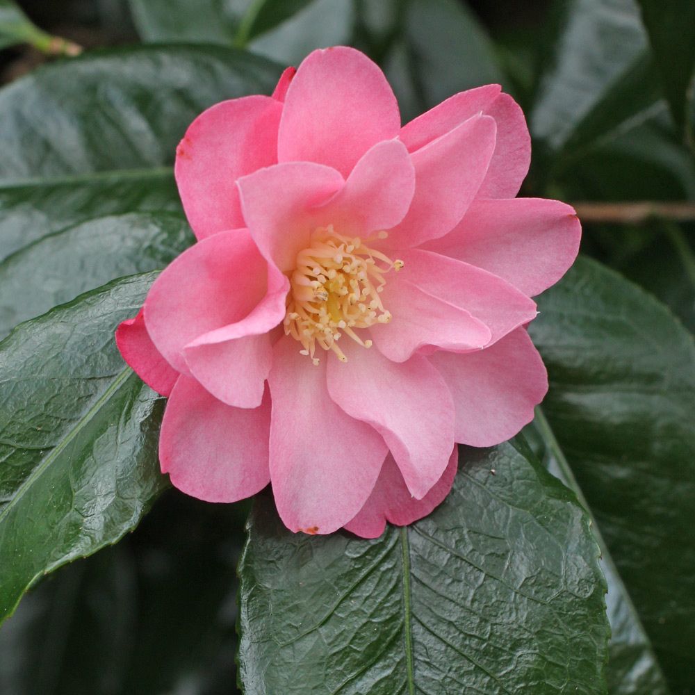 Camellia japonica 'Alison Leigh Woodroof'