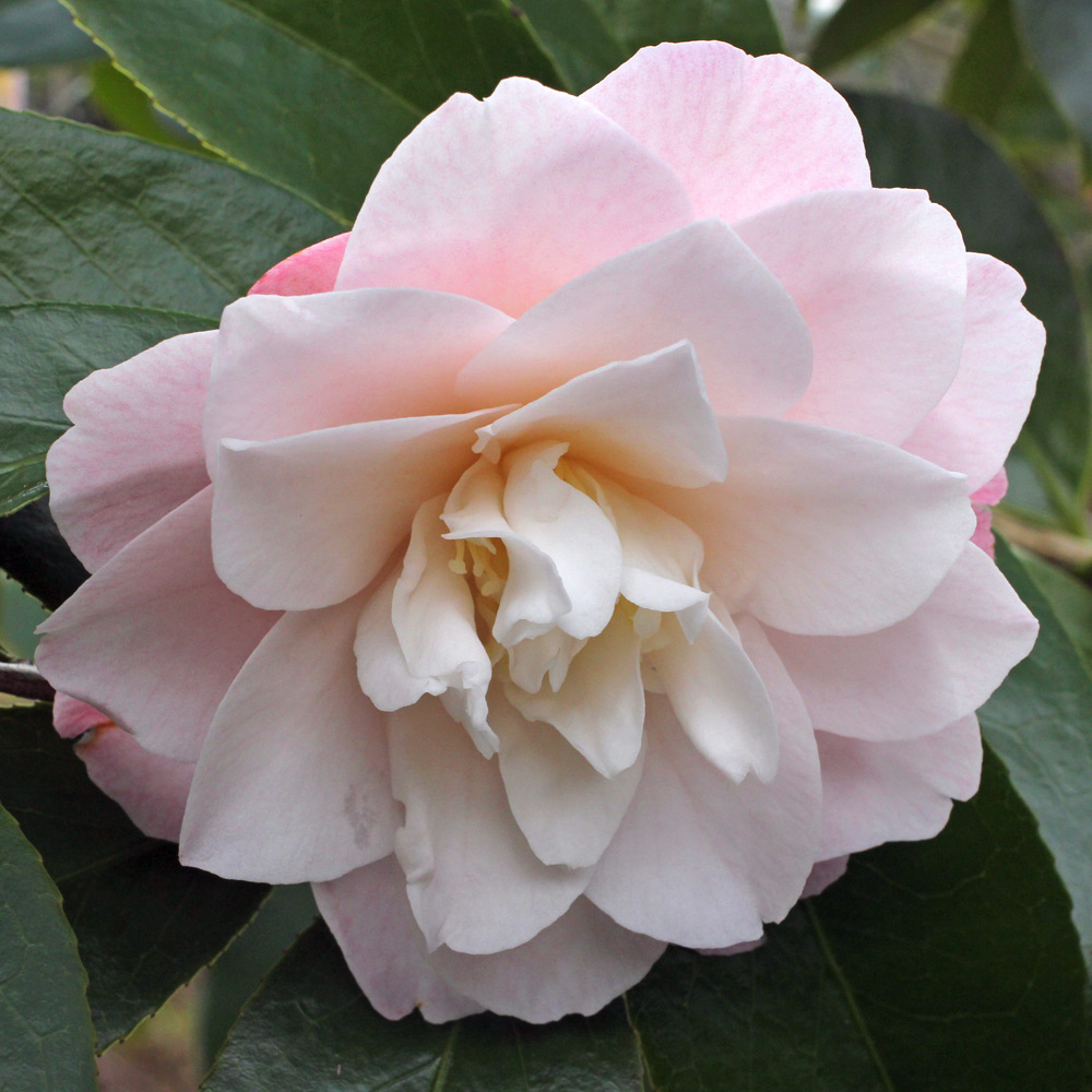 Camellia japonica 'Auburn White'