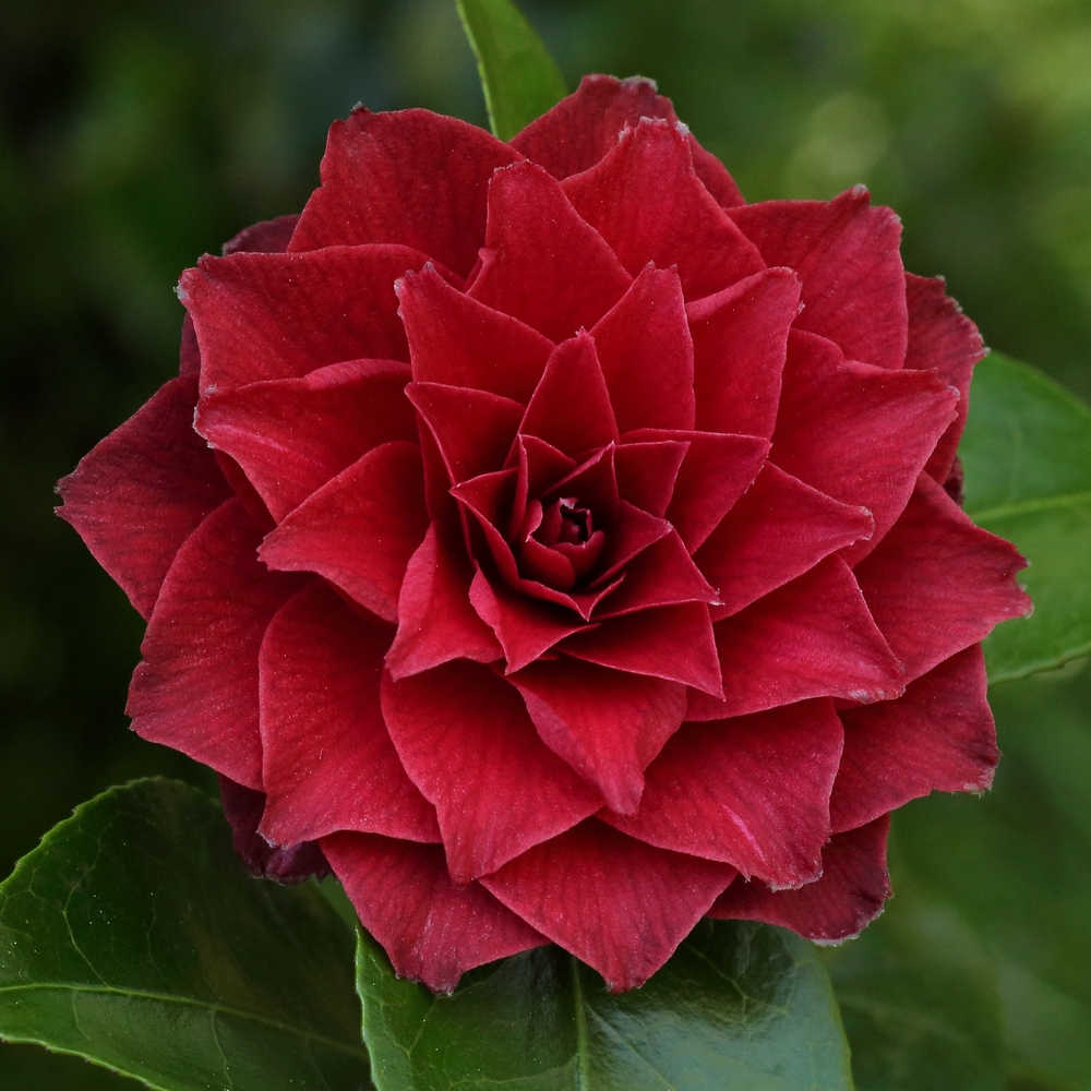 Camellia hybrid 'Black Lace'