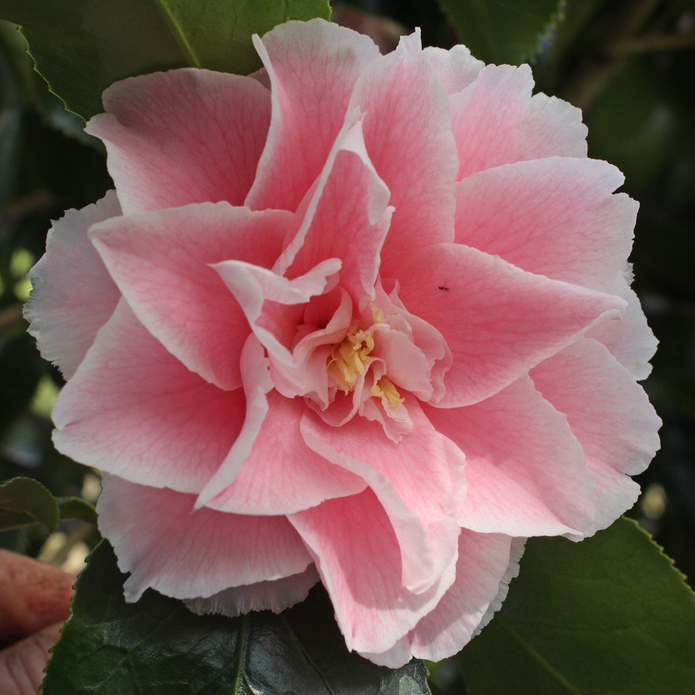 Camellia japonica 'Elegans Supreme'