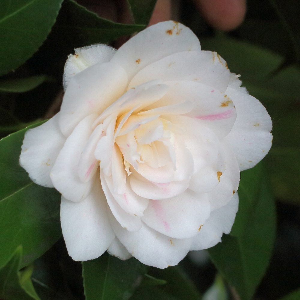 Camellia japonica 'Elizabeth Arden'