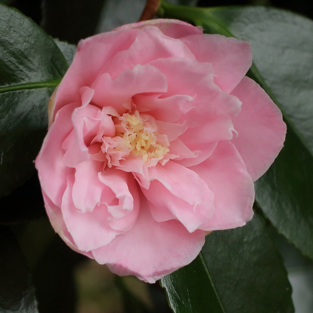 Camellia japonica 'Hanafûki'