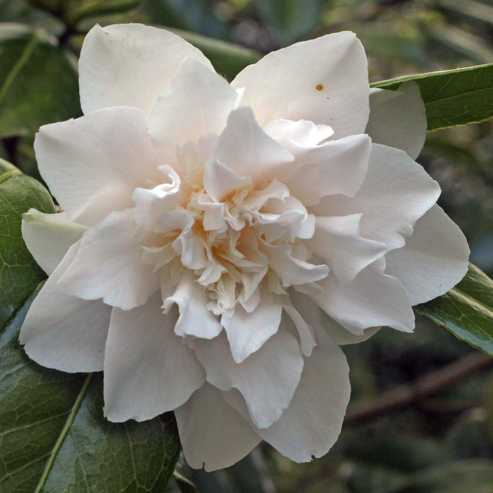 Camellia x williamsii 'Hope'