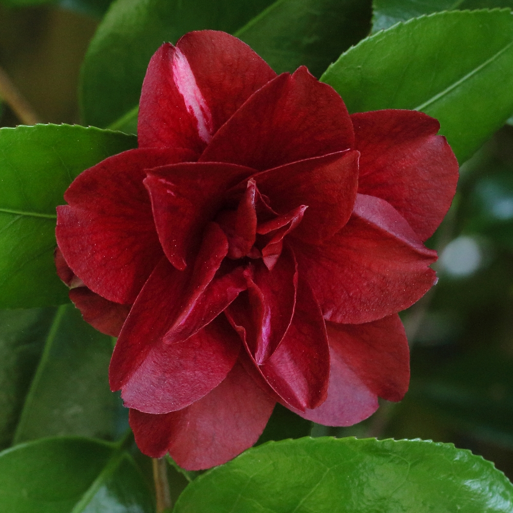 Camellia japonica 'Konronkoku'