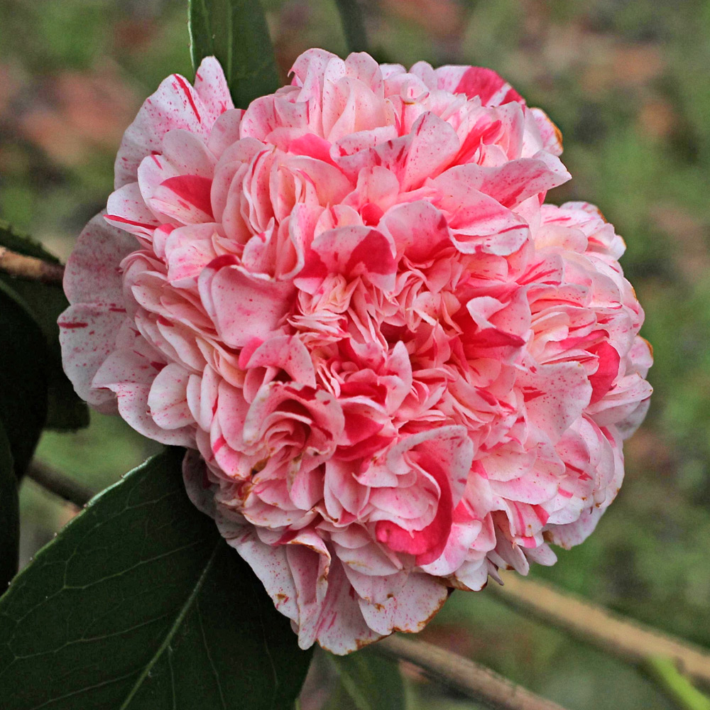 Camellia japonica 'Little Bit'