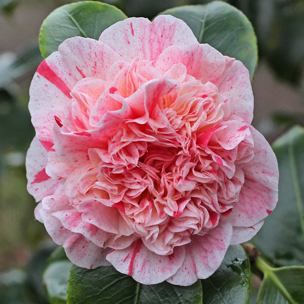 Camellia japonica 'Little Bit'