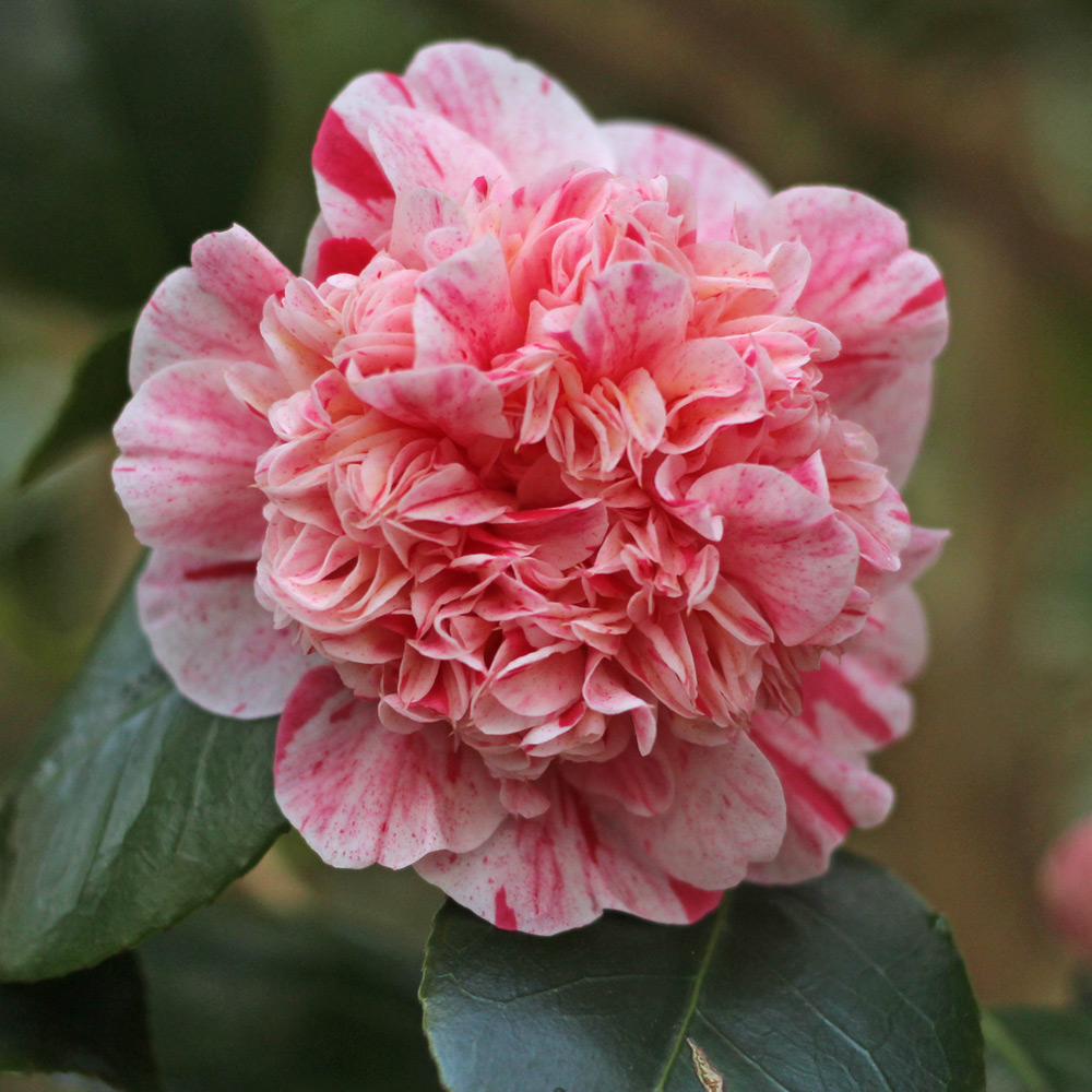 Camellia japonica 'Little Bit'
