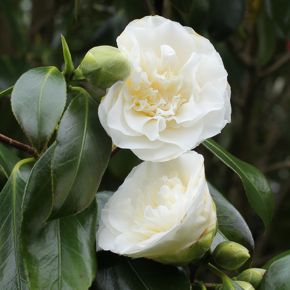 Camellia japonica 'Madge Miller'