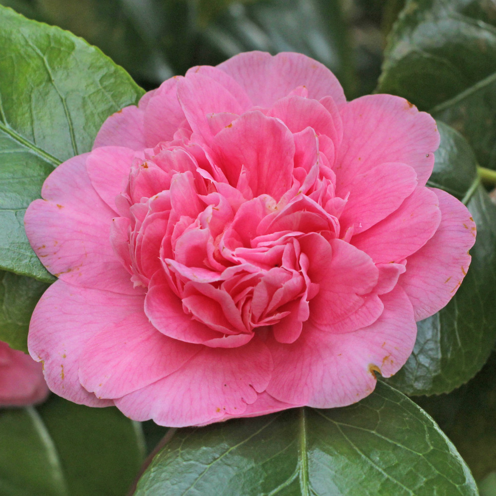 Camelia japonica 'Marguerite Gouillon Rose'