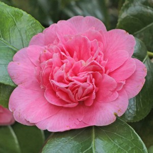 Camelia japonica 'Marguerite Gouillon Rose'