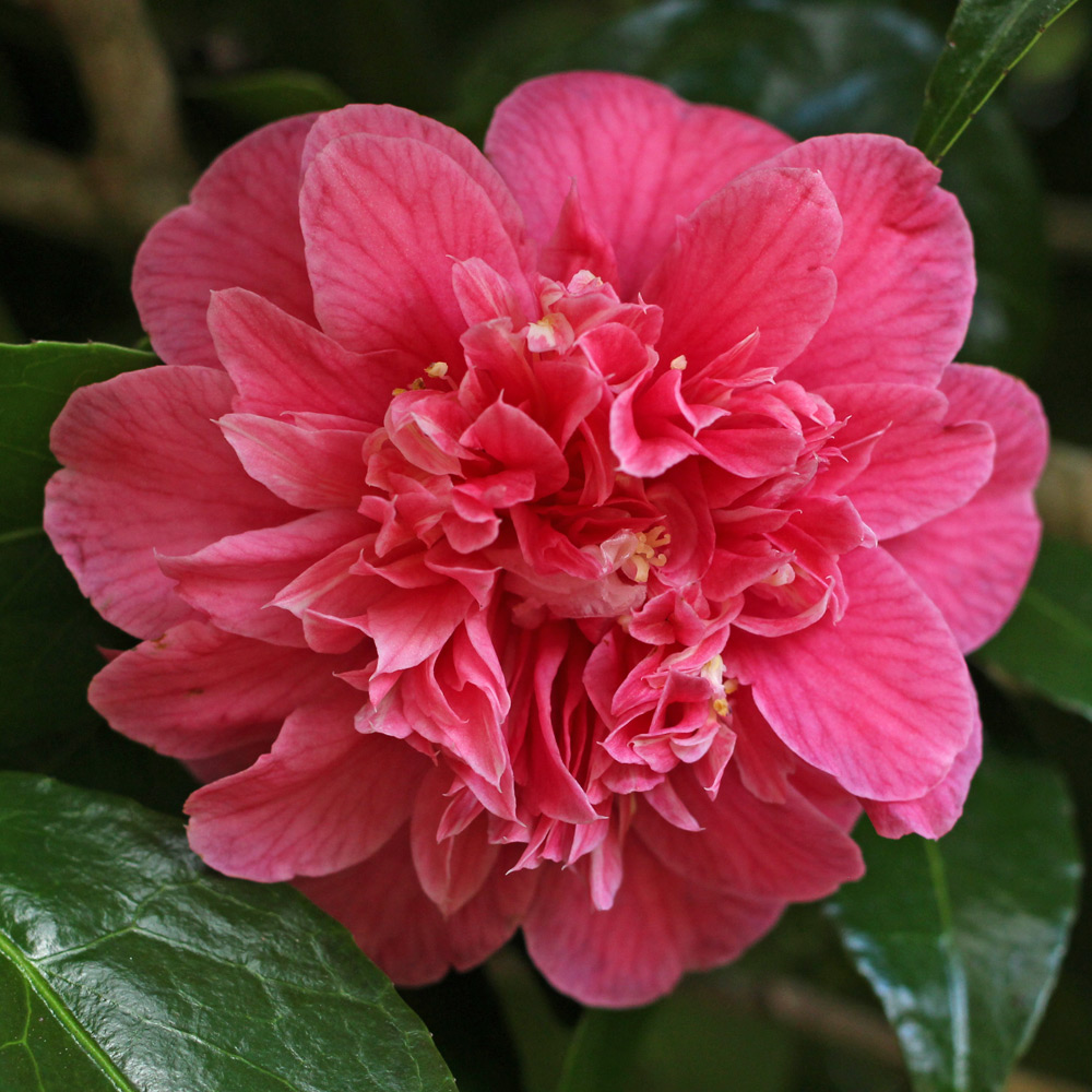 Camellia japonica 'Mathotiana Supreme'