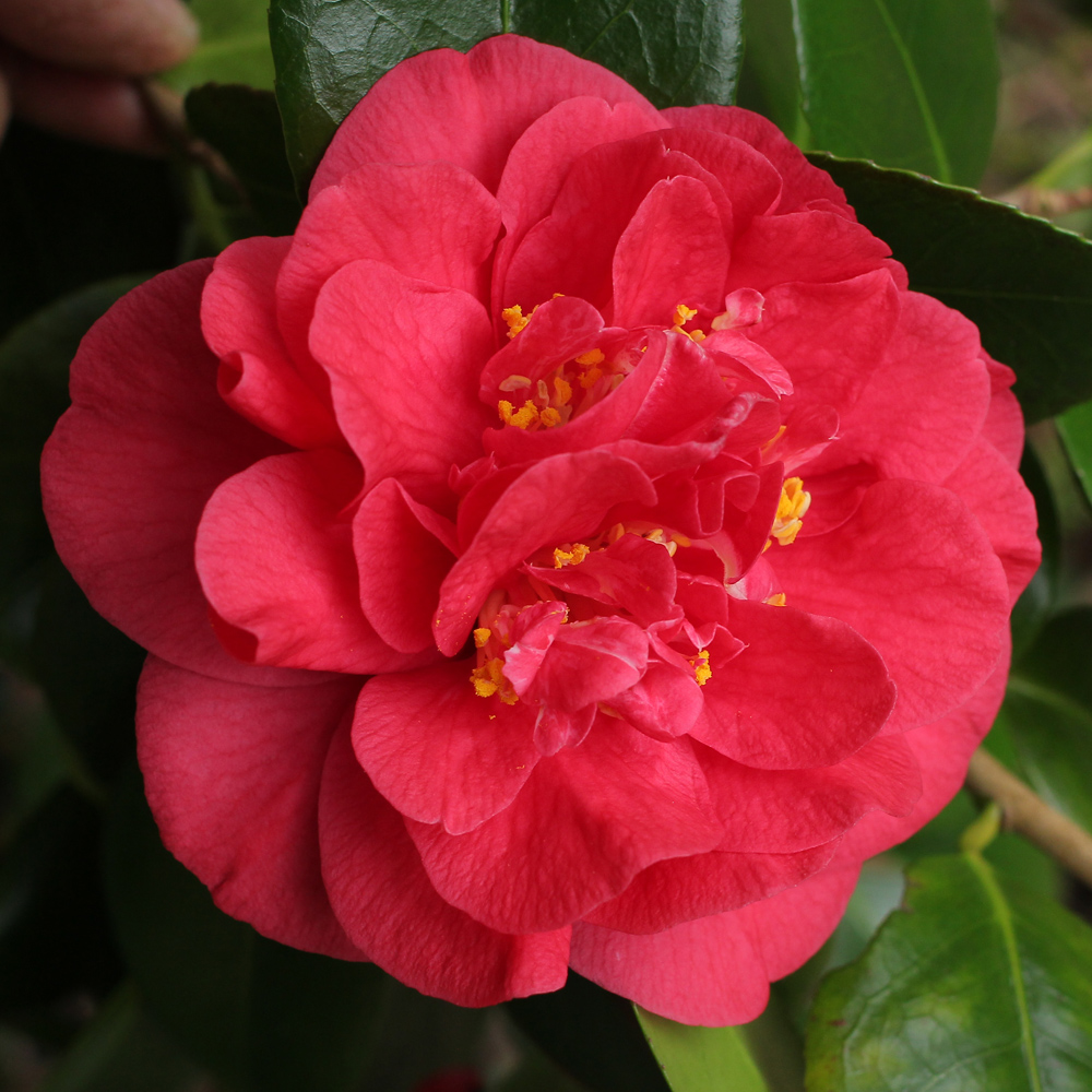 Camellia japonica 'Miss Charleston'