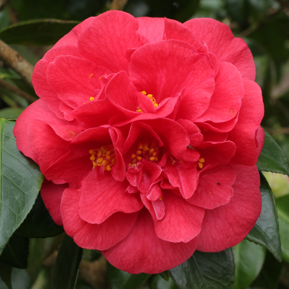 Camellia japonica 'Miss Charleston'