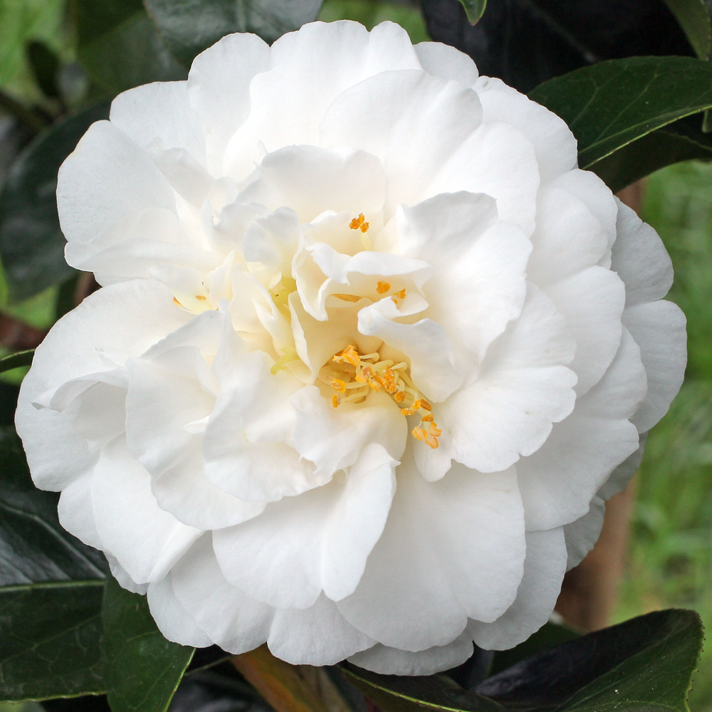 Camellia japonica 'Onetia Holland'