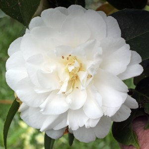 Camellia japonica 'Onetia Holland'