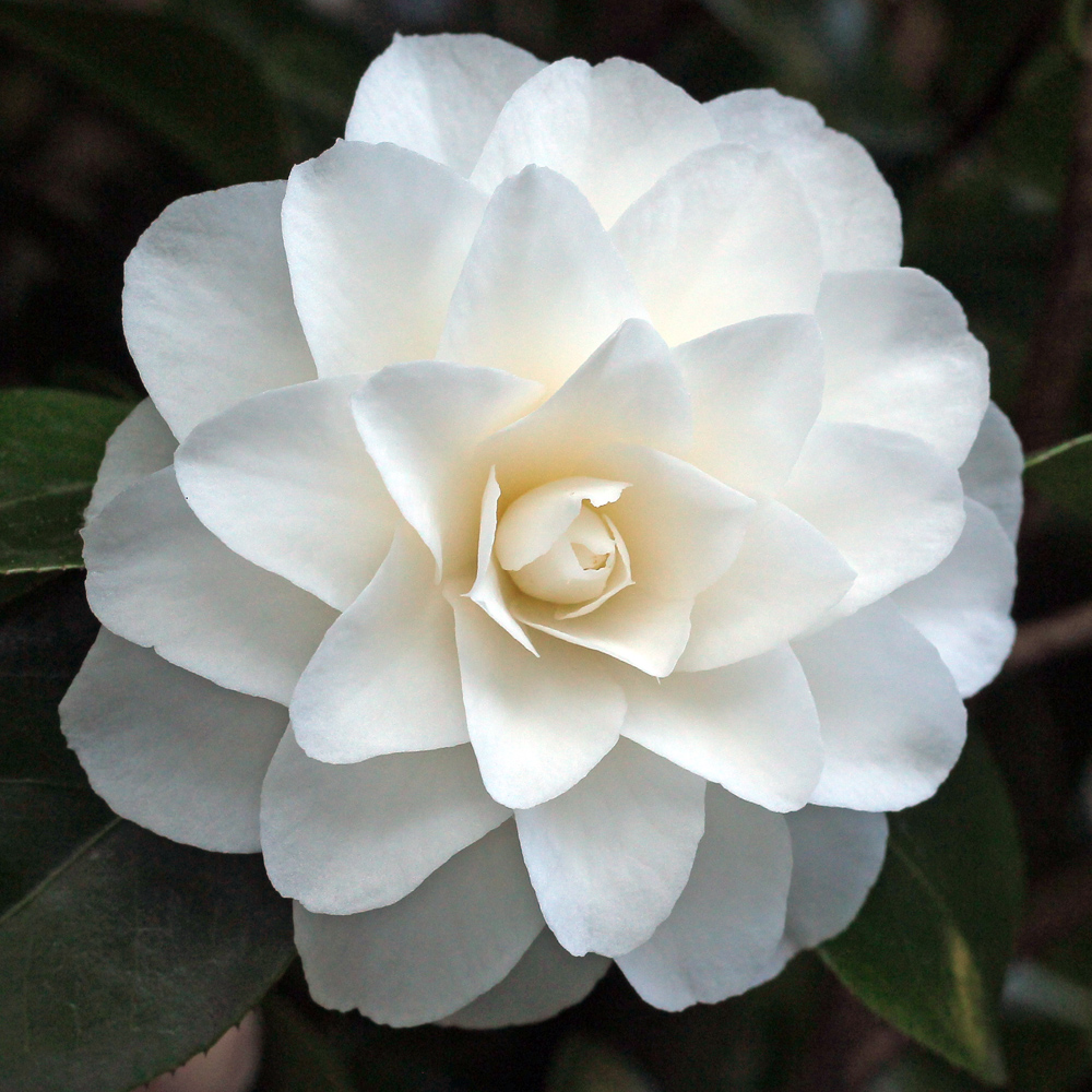 Camellia japonica 'Purity'
