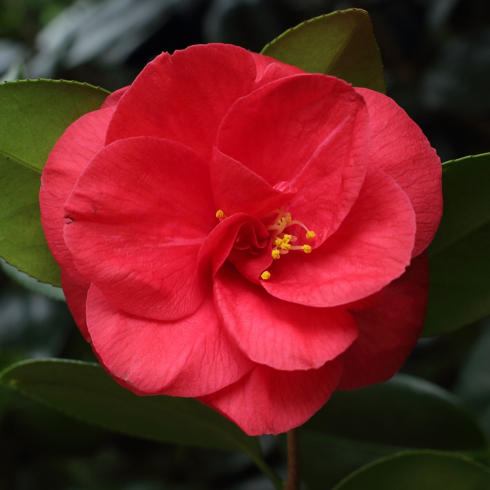 Camellia japonica 'Reverend John Bennett'