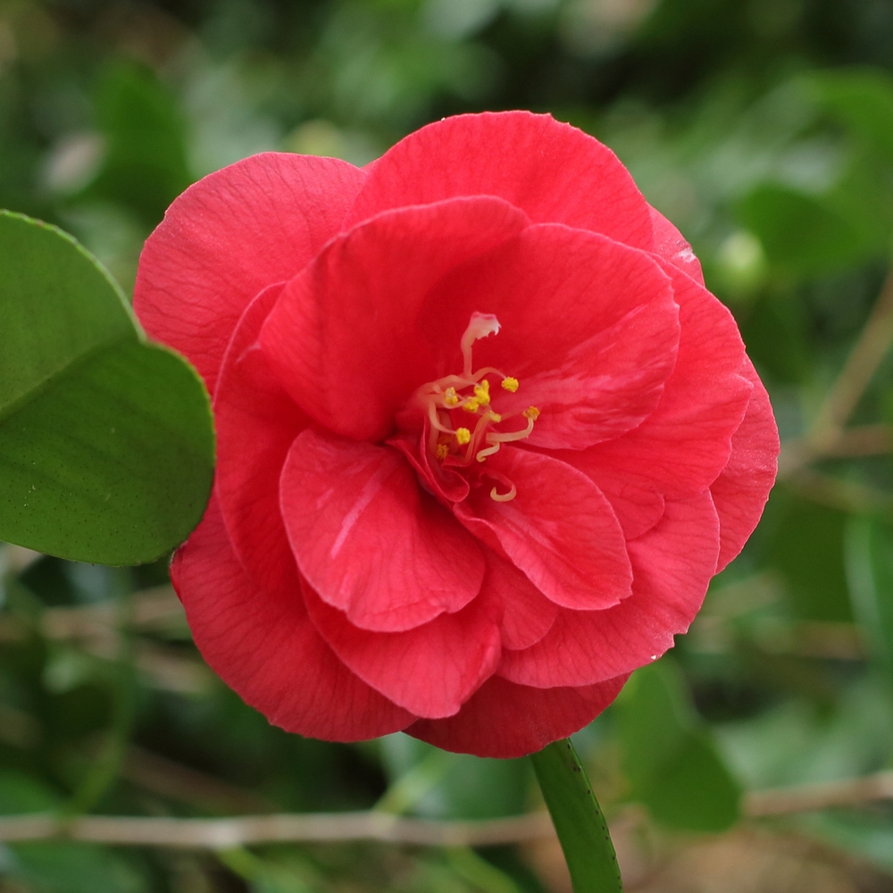 Camellia japonica 'Reverend John Bennett'