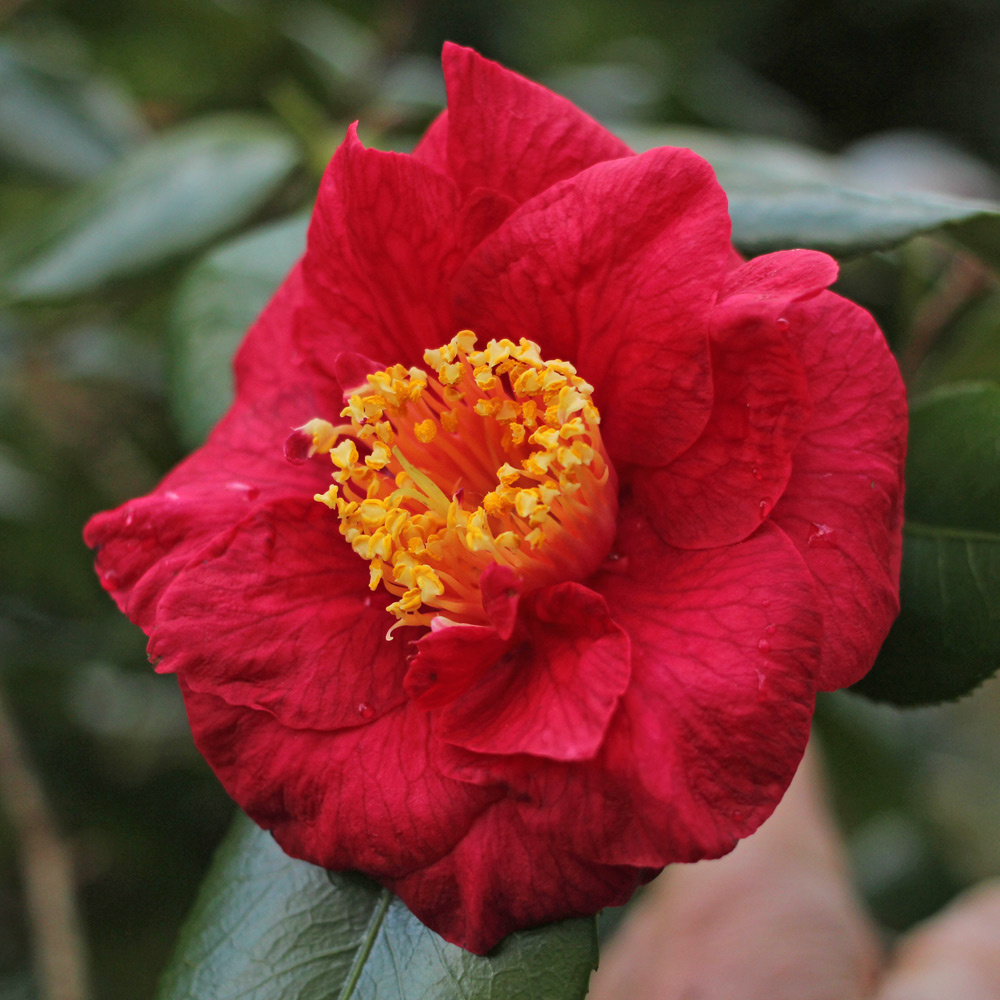 Camellia 'Satan's Robe'