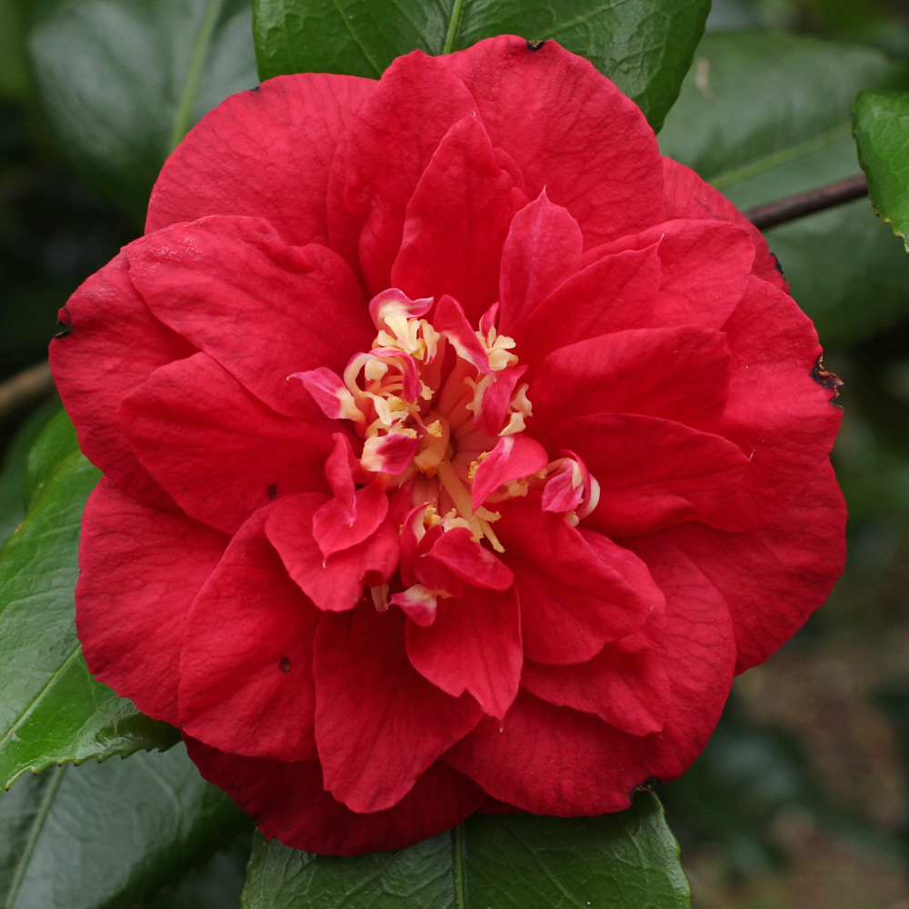 Camellia 'Satan's Robe'
