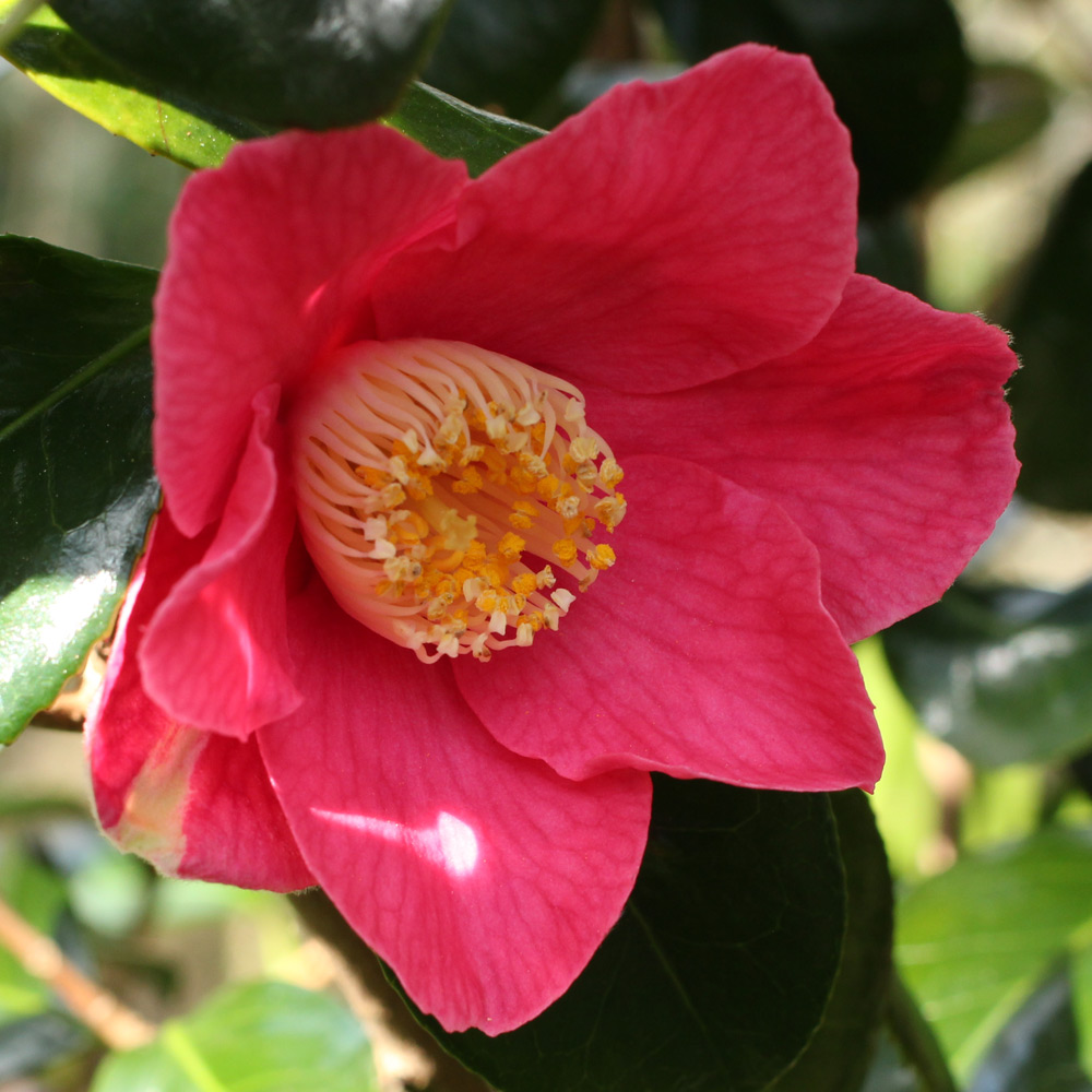 Camellia japonica 'Spring Promise'