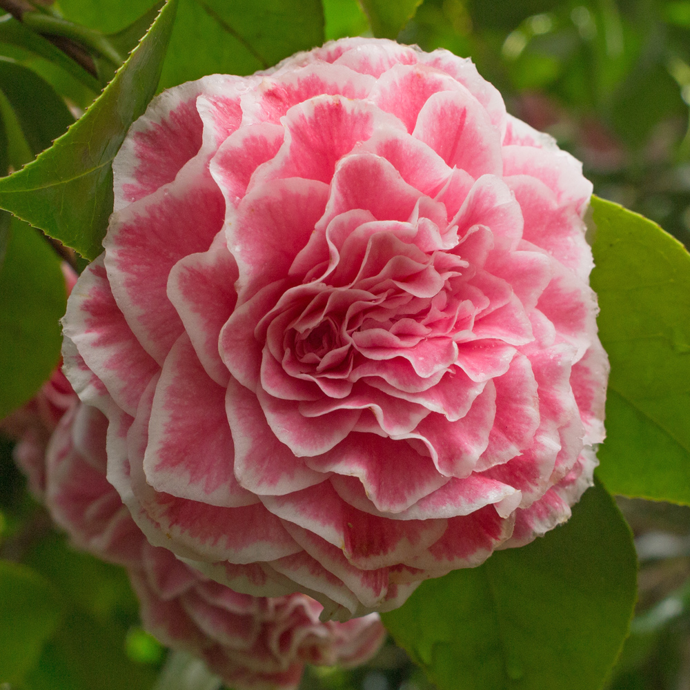 Camellia japonica 'Tom Thumb'