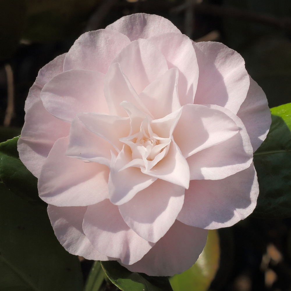 Camellia japonica 'Tomorrow Park Hill'