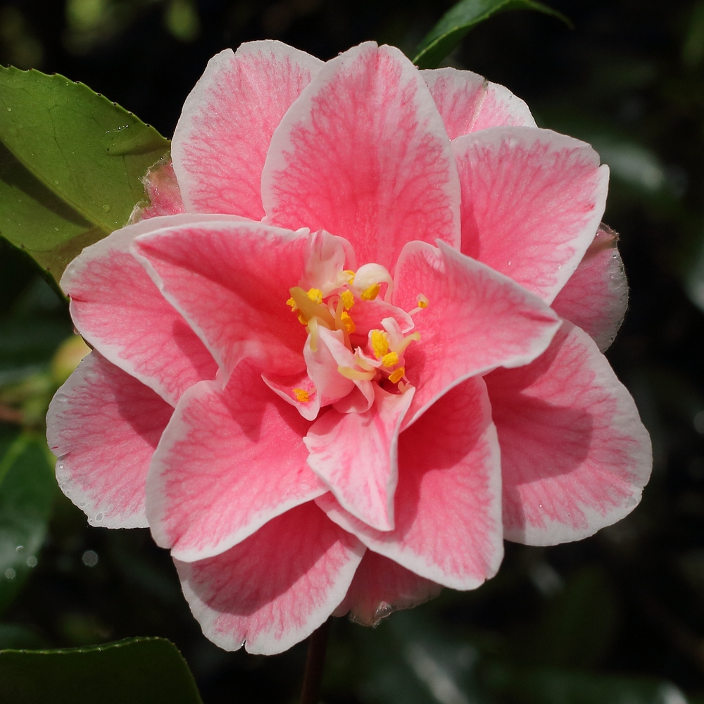 Camellia japonica 'Yours Truly'