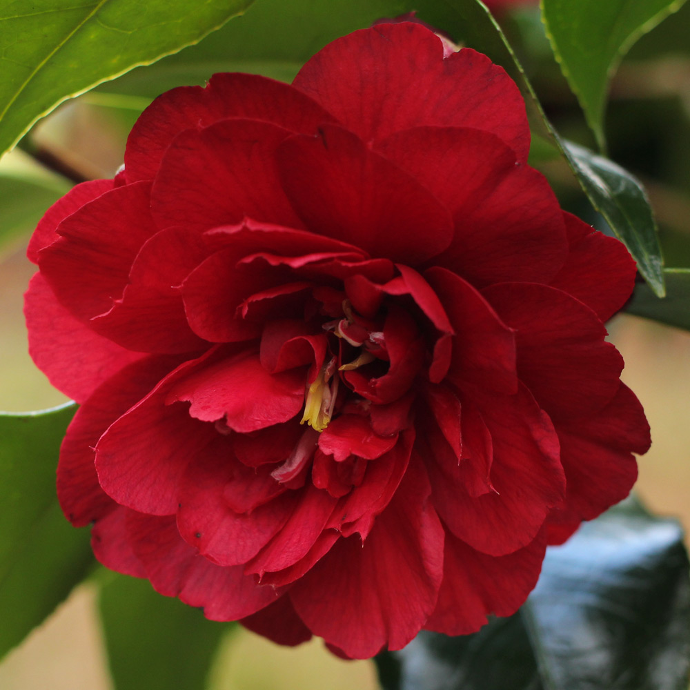 Camellia japonica 'Agnes of the Oaks'