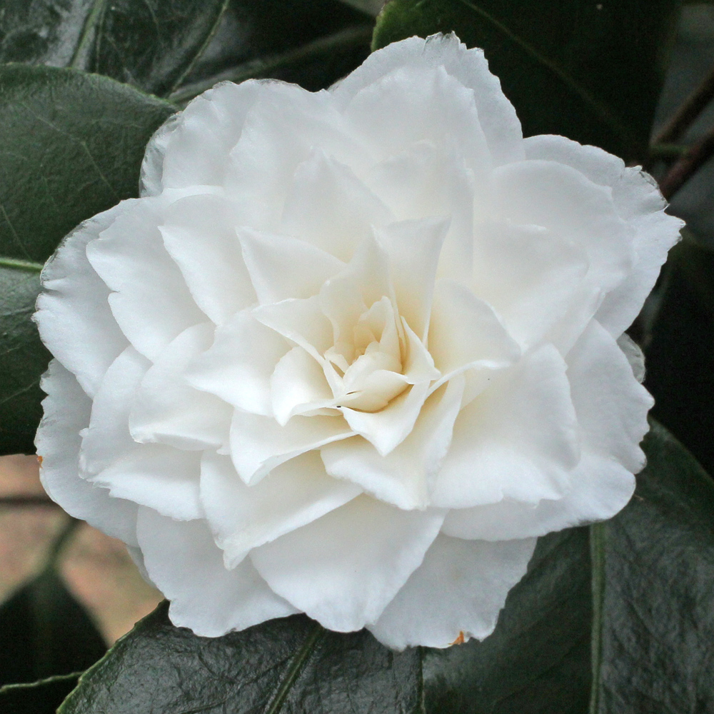 Camellia japonica 'Bienville'