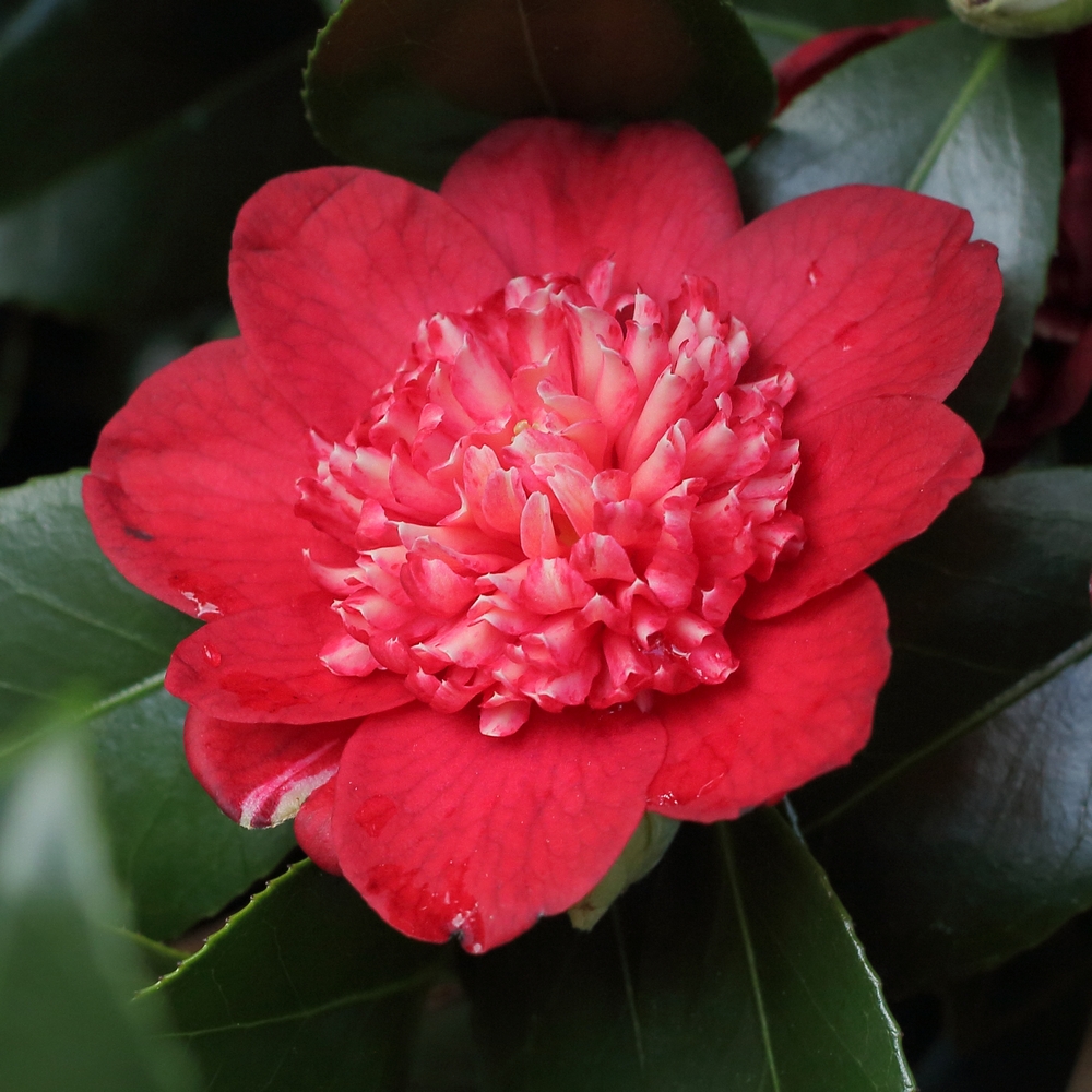 Camellia japonica 'Bob's Tinsie'