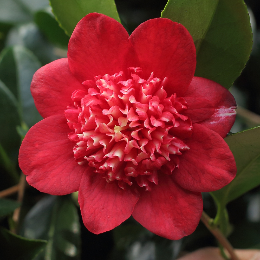 Camellia japonica 'Bob's Tinsie'