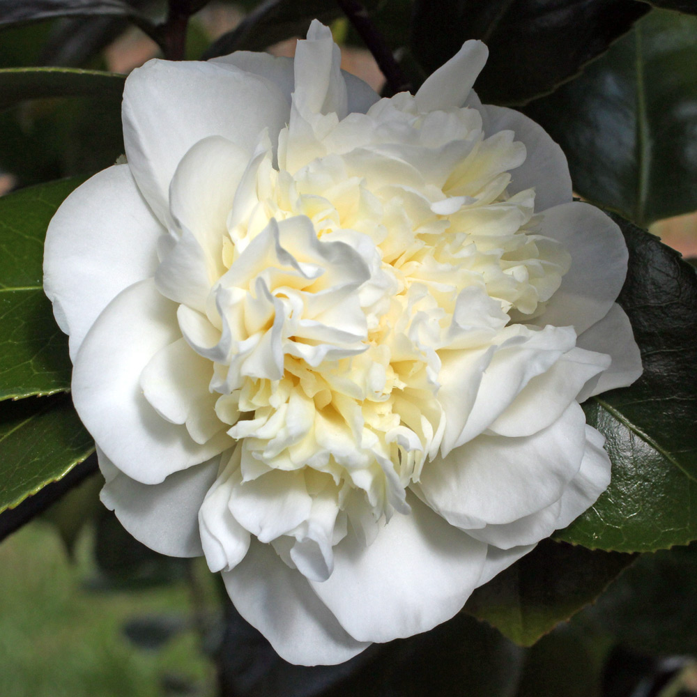 Camellia japonica 'Leonora Novick'