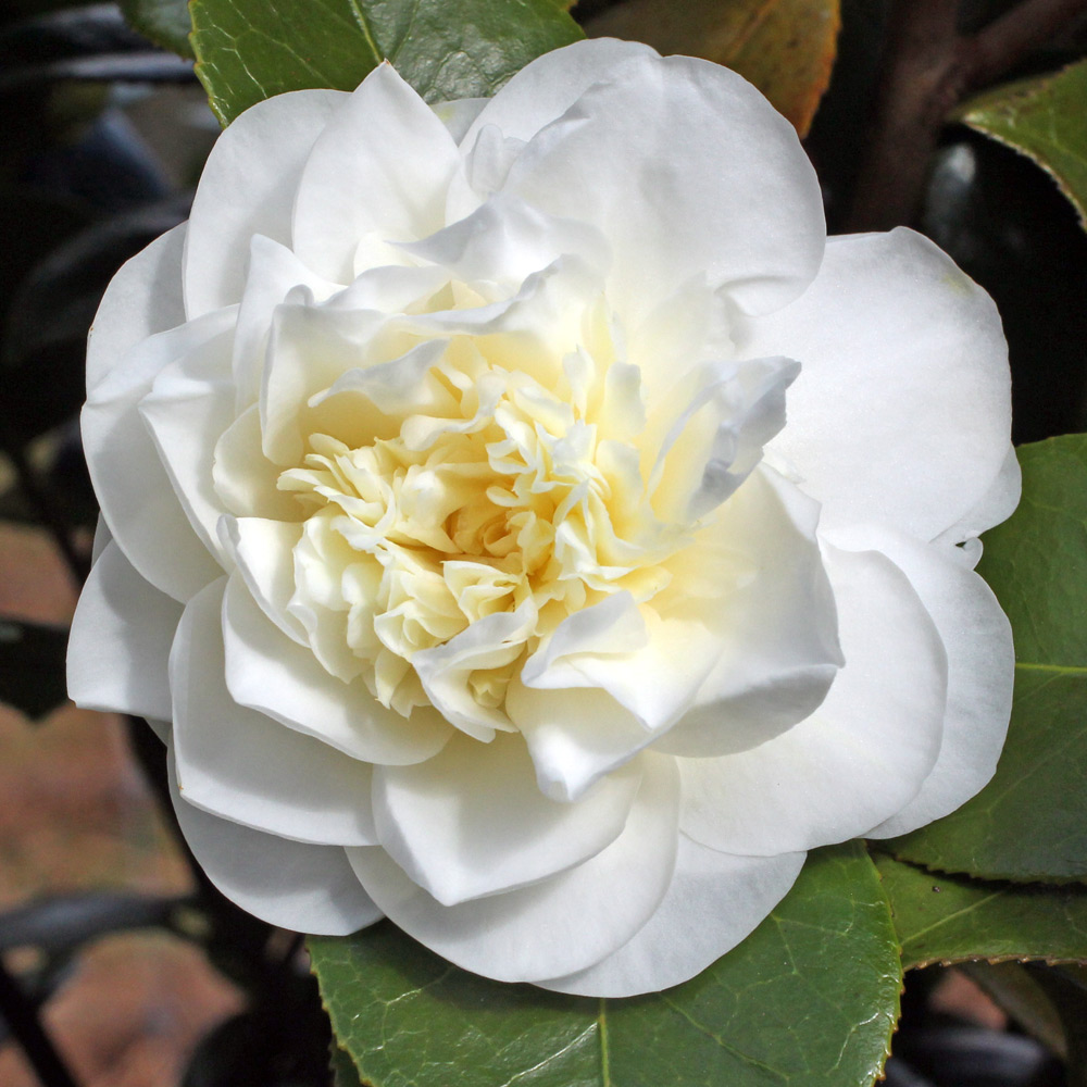 Camellia japonica 'Leonora Novick'