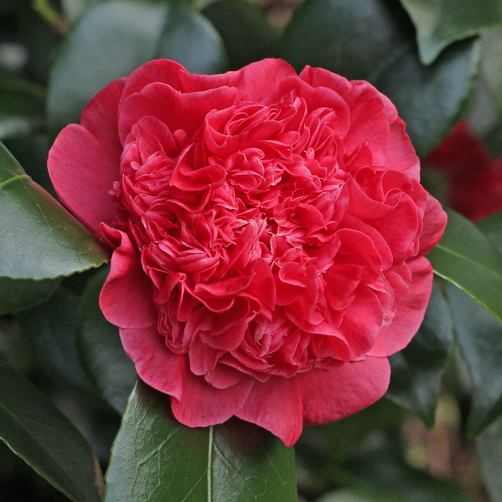 Camellia japonica 'Little Bit Red'