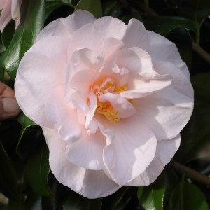 Camellia japonica 'Moonlight Bay'
