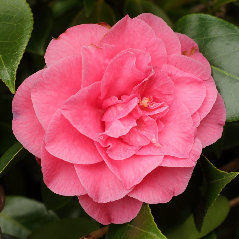 Camellia japonica 'Betty Sheffield Supreme'