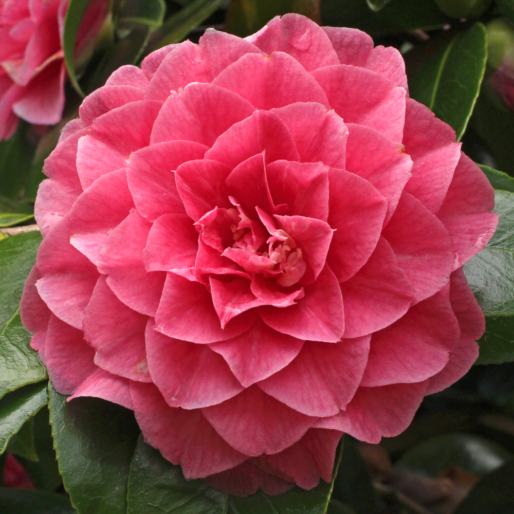 Camellia japonica 'General George Patton'