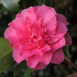 Camellia japonica 'Her Majesty Queen Elizabeth II'