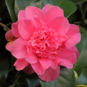 Camellia japonica 'Her Majesty Queen Elizabeth II'