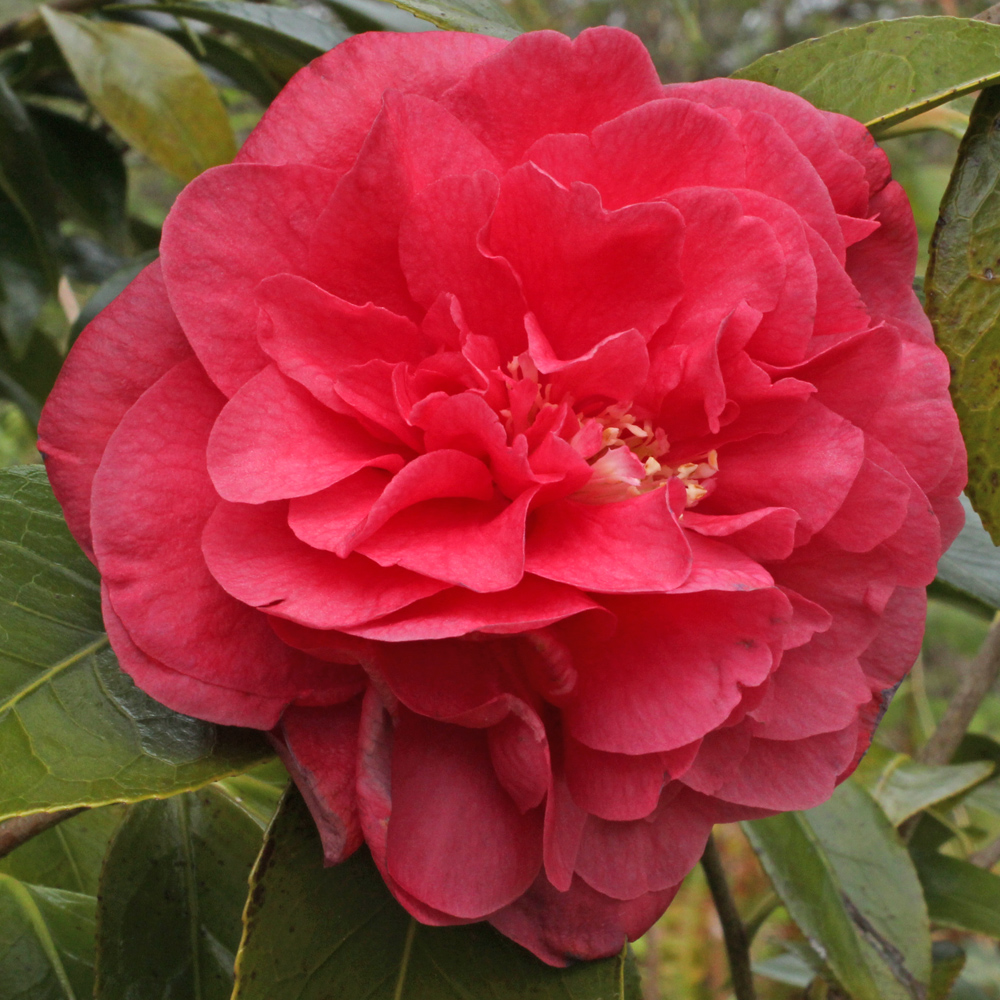 Camellia japonica 'King Size'