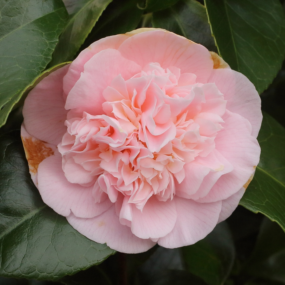 Camellia japonica 'Magic Moments'