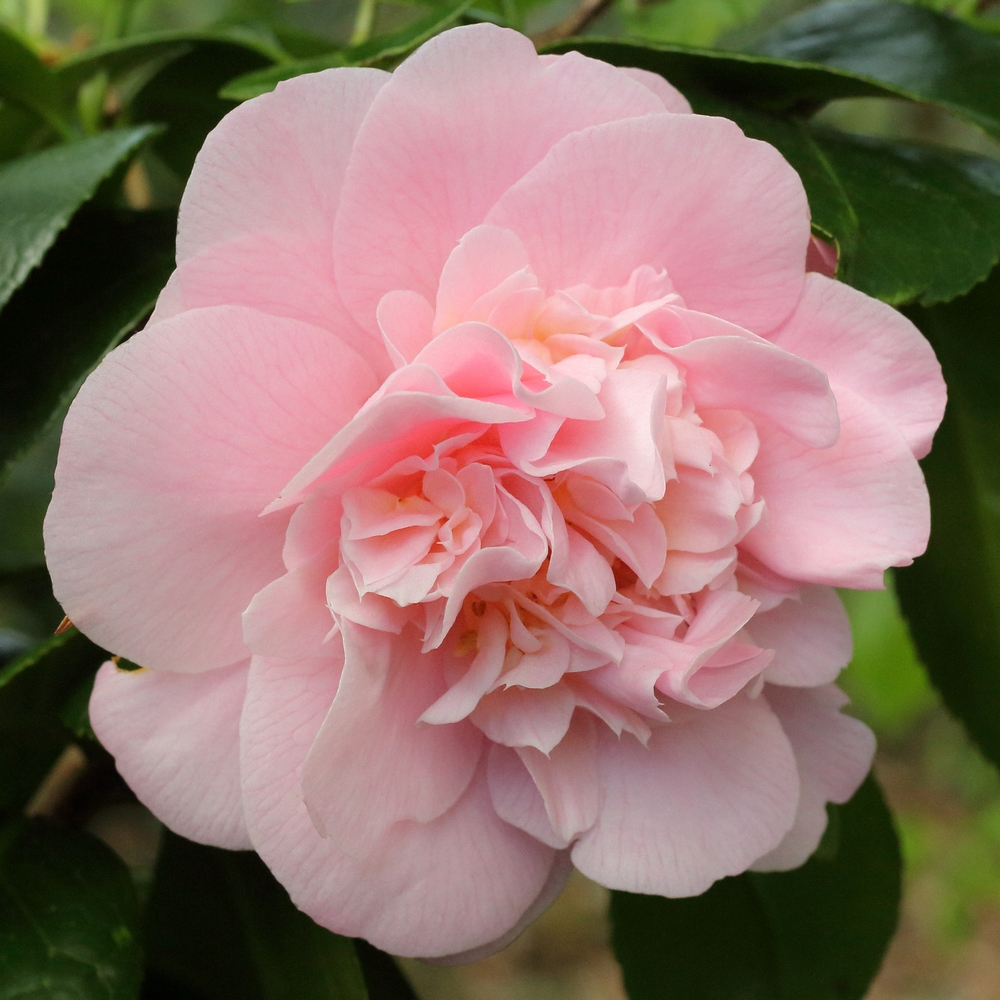 Camellia japonica 'Magic Moments'