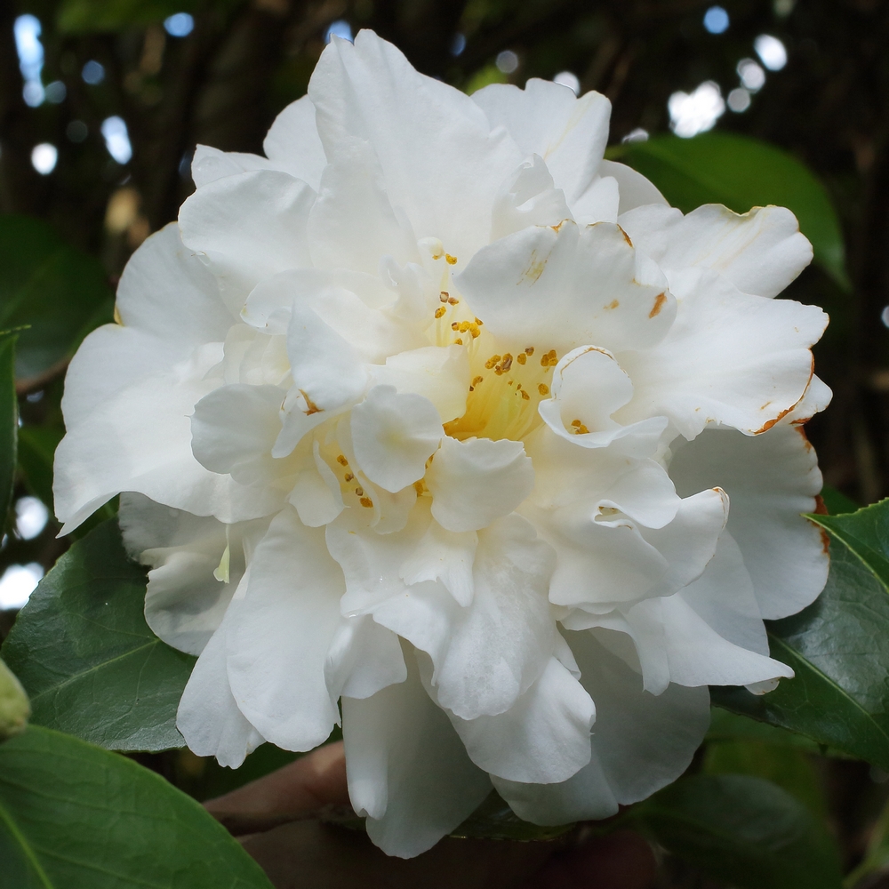 Camellia japonica 'Onetia Holland'