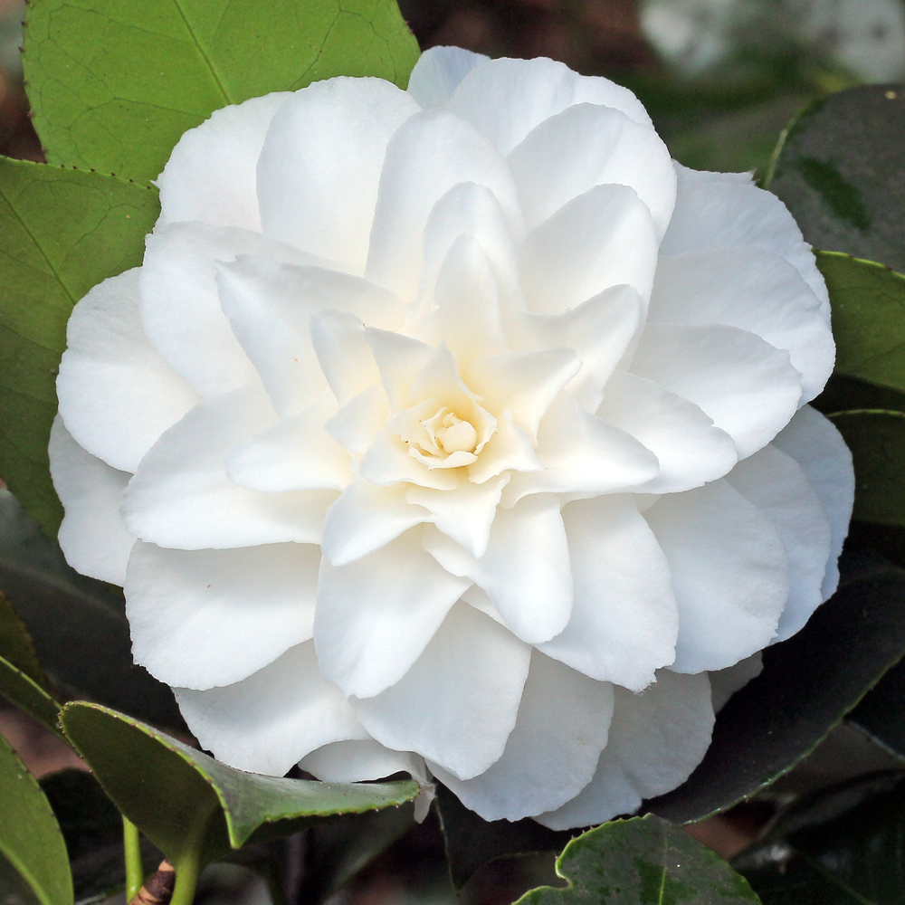 Camellia japonica 'Shiragiku'
