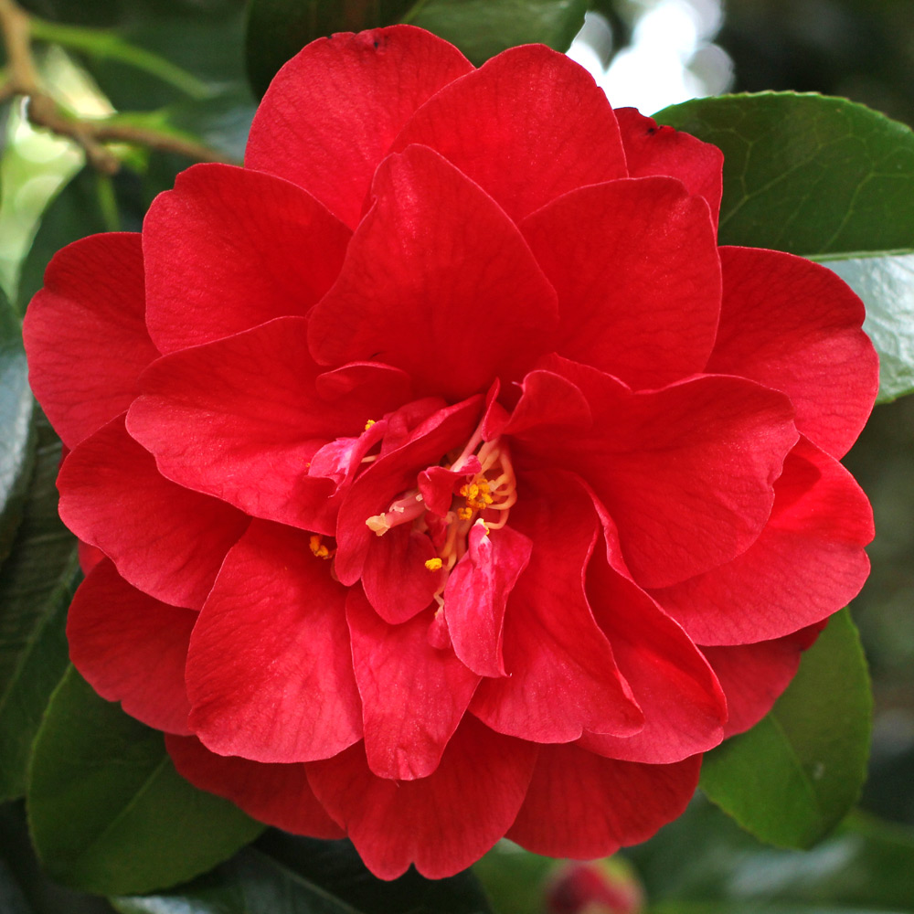 Camellia japonica 'Ace of Hearts'