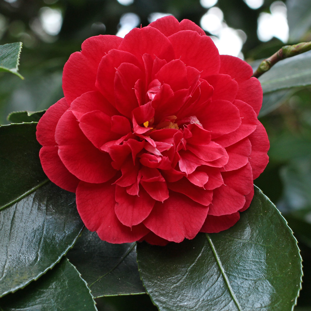 Camellia japonica 'Blaze of Glory'