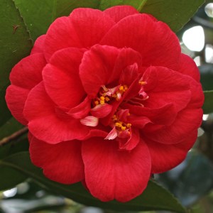 Camellia japonica 'Blaze of Glory'