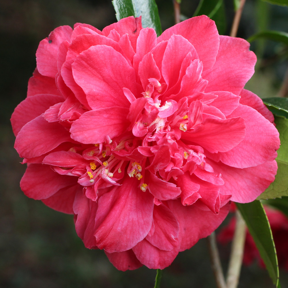 Camellia japonica 'Clarise Carleton'