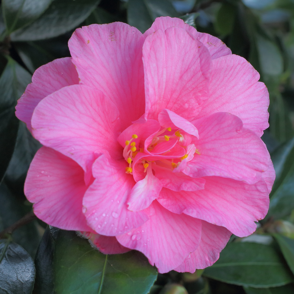 Camellia x williamsii 'Contribution'